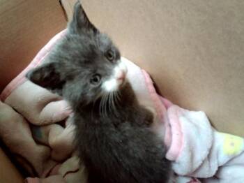 A1048398 -  Domestic Short Hair Cat Available for Adoption in Martinez, California - A1048398 | PetCurious