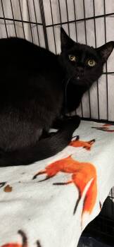 Dustin -  Domestic Short Hair Cat for Adoption in Holland, Michigan - Dustin | PetCurious