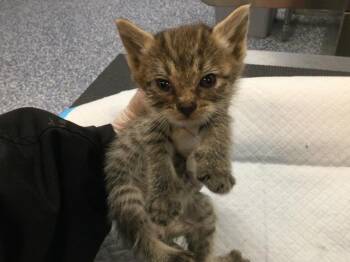 HONEYBEE -  Domestic Short Hair Cat for Adoption in Thousand Palms, California - HONEYBEE | PetCurious
