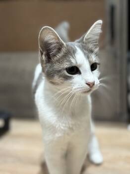 Rescue Domestic Short Hair and Tabby Cats for Adoption in Dallas, Texas - Elphera | PetCurious