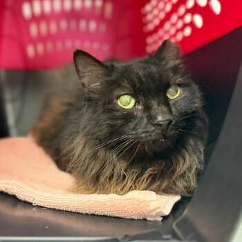 Mikayla -  Domestic Medium Hair Cat for Adoption in Sarasota, Florida - Mikayla | PetCurious