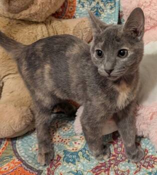 Domestic Short Hair Cats Available for Adoption - Yolanda | PetCurious