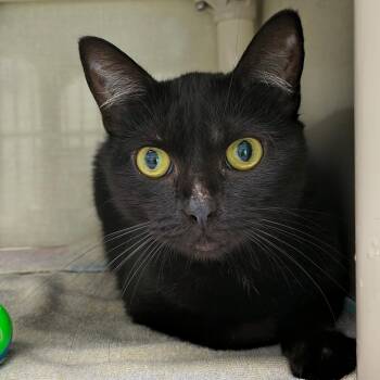 Binx -  Domestic Short Hair Cat for Adoption in Saint Marys, Pennsylvania - Binx | PetCurious
