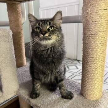 Sofia -  Tabby Cat for Adoption in Carson City, Nevada - Sofia | PetCurious