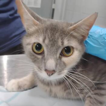 Cady -  Domestic Short Hair Cat for Adoption in Summerville, South Carolina - Cady | PetCurious