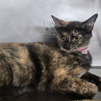 Sapphire -  Domestic Short Hair Cat for Adoption in San Jacinto, California - Sapphire | PetCurious