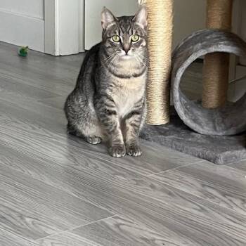 Daisy -  Domestic Short Hair Cat for Adoption in Burnaby, British Columbia - Daisy | PetCurious