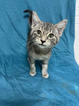 Rescue Domestic Short Hair Cats for Adoption in Waterloo, Iowa - Figgy | PetCurious