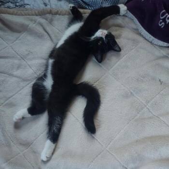 Rescue Domestic Short Hair Cats for Adoption in Hudson, New York - Adeline | PetCurious