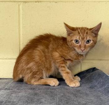 Rusty Shackleford -  Domestic Short Hair Cat for Adoption in Kingsland, Georgia - Rusty Shackleford | PetCurious