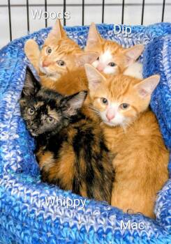 Woods -  Tabby Cat for Adoption in Mears, Michigan - Woods | PetCurious
