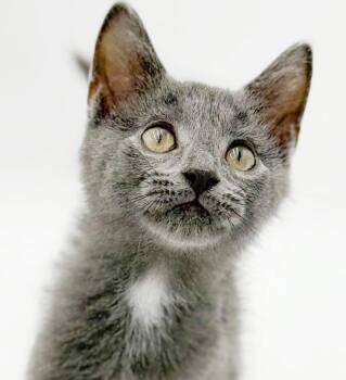 Beau is oh so beautiful - Baby snuggler -  Russian Blue Cat for Adoption in Bedford Hills, New York - Beau Is Oh So Beautiful - Baby Snuggler | PetCurious