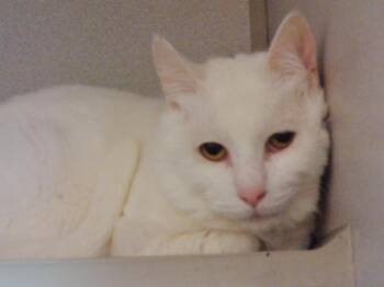 Domestic Short Hair Cats Available for Adoption in Delhi, New York - APPLE CRISP | PetCurious