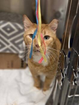 Domestic Short Hair Cats Available for Adoption in Westland, Michigan - Sammy | PetCurious