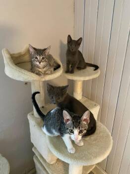Siena -  Tabby Cat for Adoption in Maywood, Illinois - Siena | PetCurious
