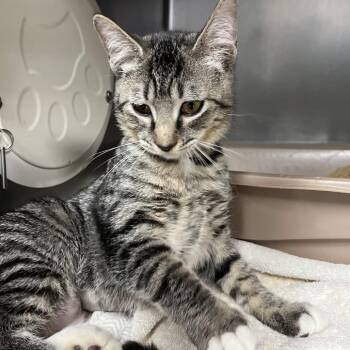 Vhagar -  Domestic Short Hair Cat for Adoption in Lakeland, Florida - Vhagar | PetCurious
