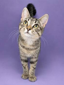 BARBOSSA -  Domestic Short Hair Cat for Adoption in Westminster, Maryland - BARBOSSA | PetCurious