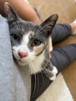 Rescue Dilute Calico Cats for Adoption in Napa, California - Felicia MC Napa | PetCurious