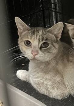 Rescue Domestic Short Hair Cats for Adoption in Anderson, Indiana - Callista | PetCurious