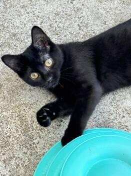 Bonbon -  Domestic Short Hair Cat for Adoption in Plumerville, Arkansas - Bonbon | PetCurious