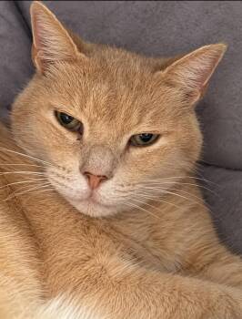 Rosie -  Domestic Short Hair Cat for Adoption in Reno, Nevada - Rosie | PetCurious