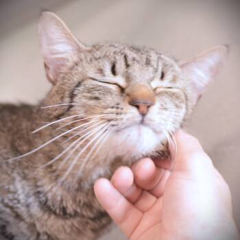 Domestic Short Hair Cats Available for Adoption in Amsterdam, New York - Eggy | PetCurious