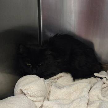 Domestic Long Hair Cats Available for Adoption - Mocha | PetCurious