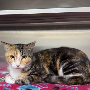Domestic Short Hair Cats Available for Adoption in Middleburg, Florida - Larkin 28426 | PetCurious