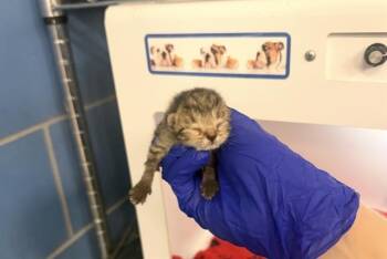 Domestic Short Hair Cats Available for Adoption in Dallas, Texas - SAM | PetCurious