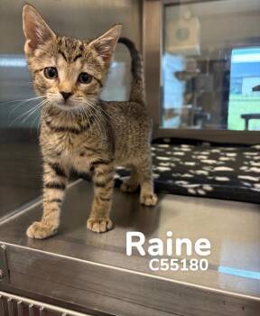 Raine -  Domestic Short Hair Cat for Adoption in Clarksville, Tennessee - Raine | PetCurious