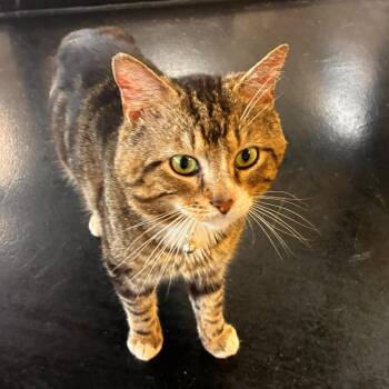 Bumper -  Domestic Short Hair Cat for Adoption in Gadsden, Alabama - Bumper | PetCurious