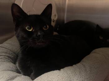 Bombay and Domestic Short Hair Cats Available for Adoption in Georgetown, Kentucky - Liberty Chill - Must Apply In Person ! | PetCurious