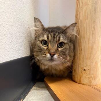 Ruby -  Domestic Medium Hair Cat for Adoption in Cody, Wyoming - Ruby | PetCurious
