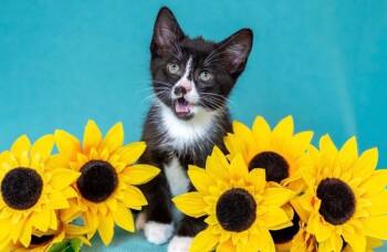 Bling -  Domestic Short Hair Cat for Adoption in North Babylon, New York - Bling | PetCurious