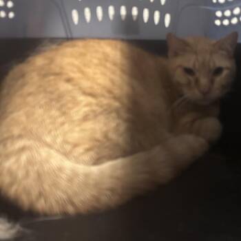 Banana -  Domestic Short Hair Cat for Adoption in Yuma, Arizona - Banana | PetCurious