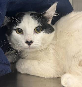 COLE* -  Domestic Medium Hair Cat Available for Adoption in Santa Cruz, California - COLE* | PetCurious