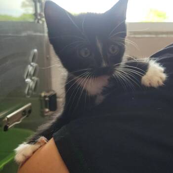 Drywall -  Domestic Short Hair Cat for Adoption in Allegan, Michigan - Drywall | PetCurious