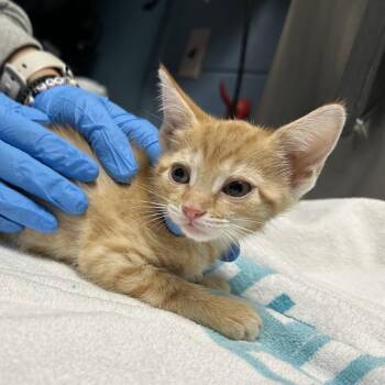 Aniya -  Domestic Short Hair Cat for Adoption in Providence, Rhode Island - Aniya | PetCurious