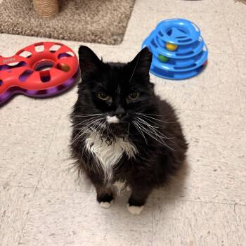 Salem -  Domestic Long Hair Cat for Adoption in Spokane Valley, Washington - Salem | PetCurious