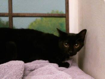 JOEY -  Domestic Short Hair Cat for Adoption in Houston, Texas - JOEY | PetCurious