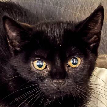 Barnes -  Domestic Short Hair Cat for Adoption in Kennebunk, Maine - Barnes | PetCurious