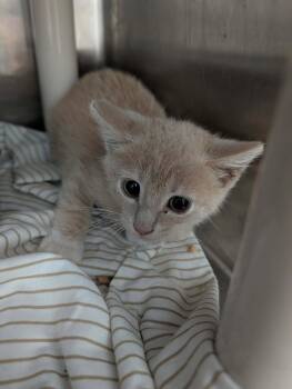 Foxy - At shelter -  Domestic Short Hair Cat for Adoption in Rustburg, Virginia - Foxy - At Shelter | PetCurious