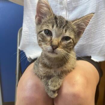 Chip -  Domestic Short Hair Cat for Adoption in Monroe, Louisiana - Chip | PetCurious