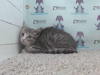 Domestic Short Hair Cats Available for Adoption in Orlando, Florida - CHERIE | PetCurious