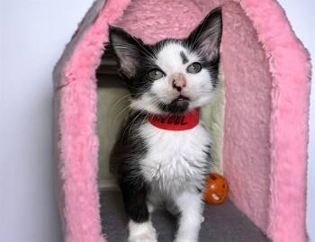 SORA -  Domestic Short Hair Cat for Adoption in Fort Lauderdale, Florida - SORA | PetCurious