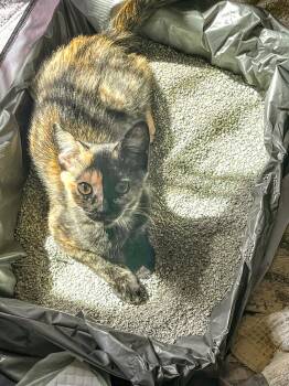 Rescue Domestic Short Hair Cats for Adoption in Philadelphia, Pennsylvania - Birdie Elliott | PetCurious