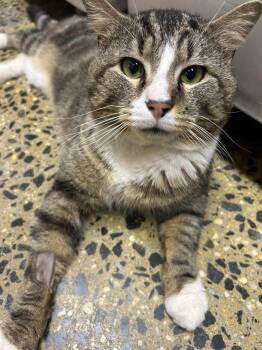 Domestic Short Hair Cats Available for Adoption in Long Beach, New York - Luigi | PetCurious