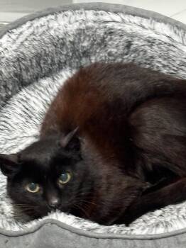 MAVIS #1948 - Offered by Owner - Senior FeLV+ -  Domestic Short Hair Cat for Adoption in Hillsboro, Oregon - MAVIS #1948 - Offered By Owner - Senior FeLV+ | PetCurious