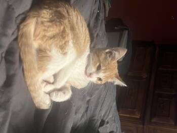 Rescue Domestic Short Hair Cats for Adoption in Greenwood, Indiana - Sunny | PetCurious