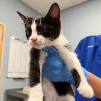 Domestic Short Hair Cats Available for Adoption in Milton, Florida - Viktor | PetCurious